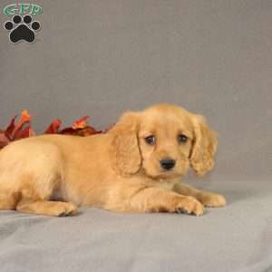 Shirley, Miniature Golden Retriever Puppy