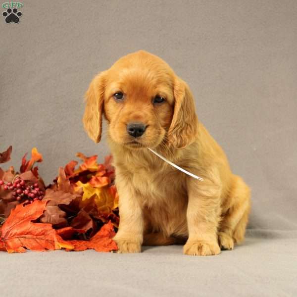 Sonya, Miniature Golden Retriever Puppy