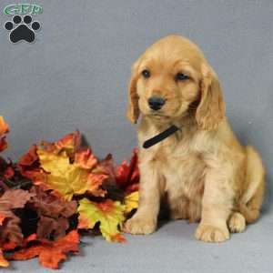 Shane, Miniature Golden Retriever Puppy