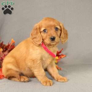 Sasha, Miniature Golden Retriever Puppy