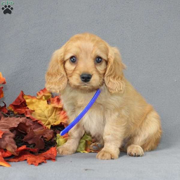 Snoopy, Miniature Golden Retriever Puppy