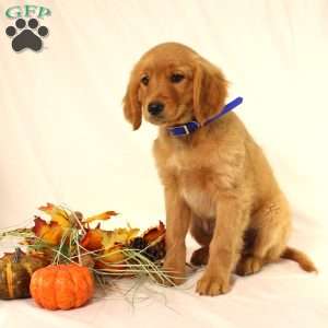 Alex, Miniature Golden Retriever Puppy