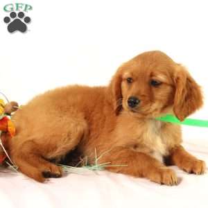 Andrea, Miniature Golden Retriever Puppy