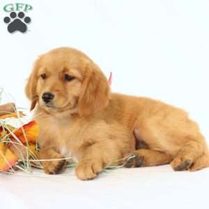 Applebud, Miniature Golden Retriever Puppy