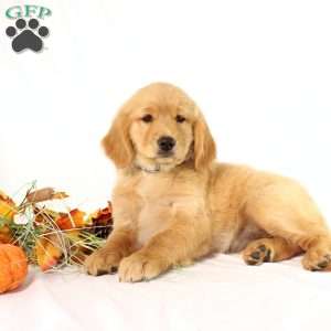 Avery, Miniature Golden Retriever Puppy