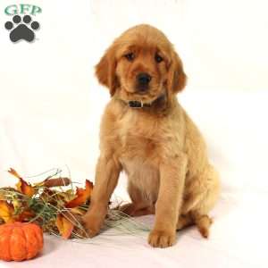 Asher, Miniature Golden Retriever Puppy