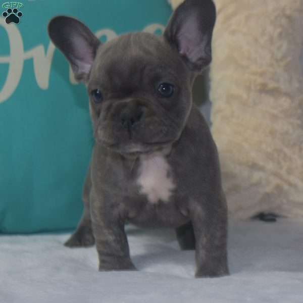 Annabell, French Bulldog Puppy