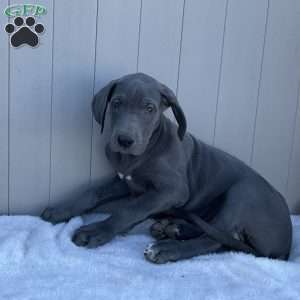 Brooke, Great Dane Puppy