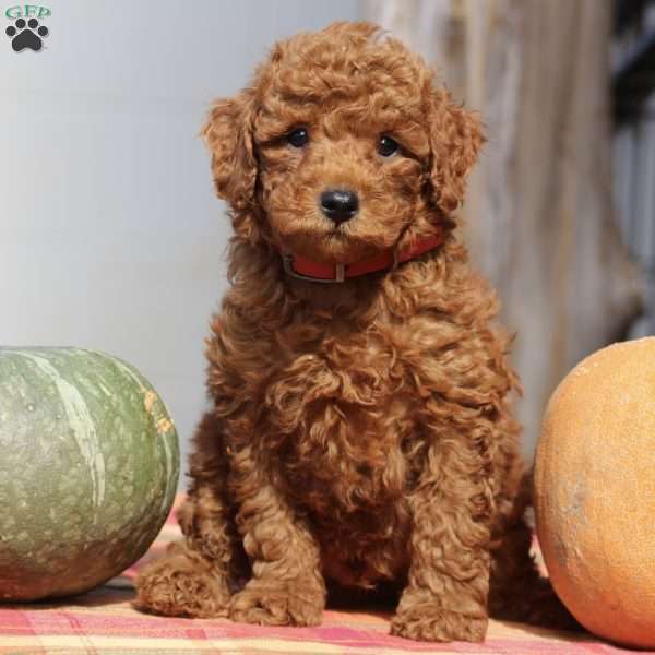 Arthur, Mini Goldendoodle Puppy