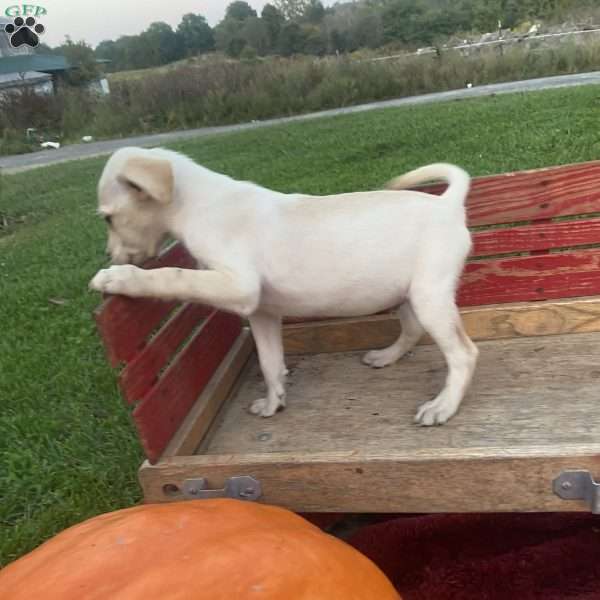 Tim, Labrador Mix Puppy