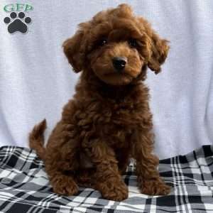 Hollywood, Toy Poodle Puppy