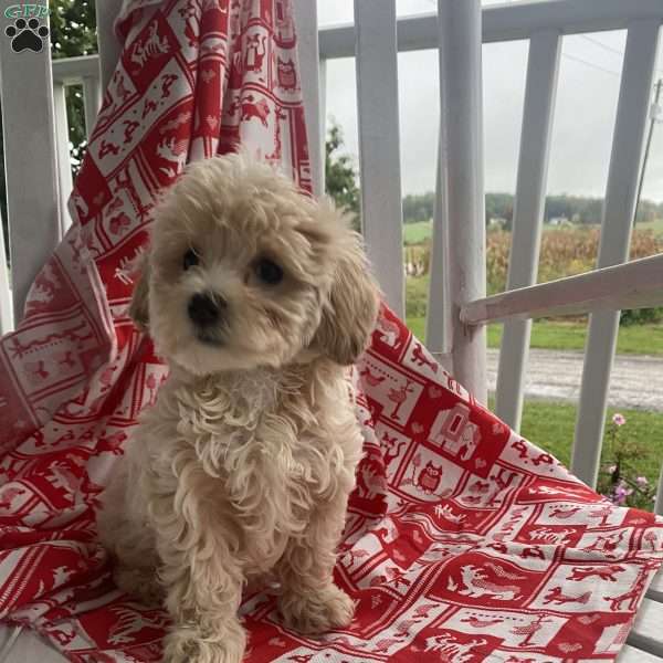 Starburst, Bichon Mix Puppy