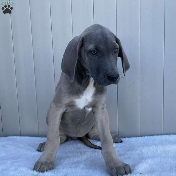 Brooke, Great Dane Puppy