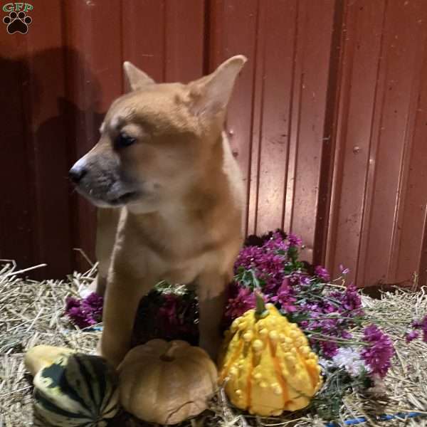 Aster, Shiba Inu Mix Puppy