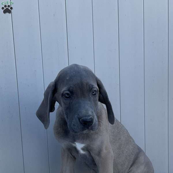 Bella, Great Dane Puppy