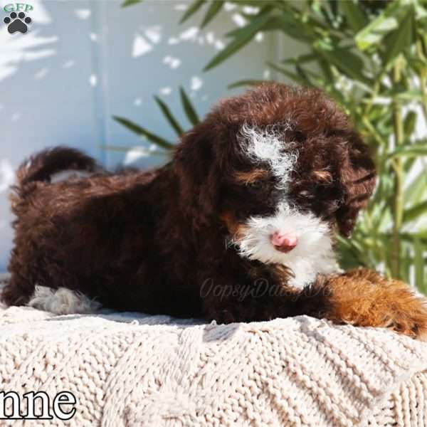 Penne- micro, Mini Bernedoodle Puppy