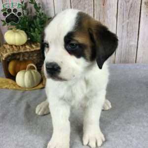 Bear, Saint Bernard Puppy