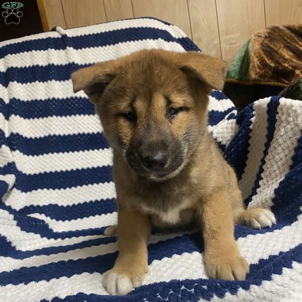 Sylvester, Shiba Inu Puppy