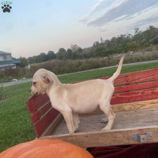 Patty, Labrador Mix Puppy