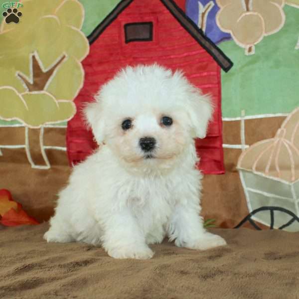 Wonder, Bichon Frise Puppy