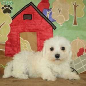 Winnie, Bichon Frise Puppy