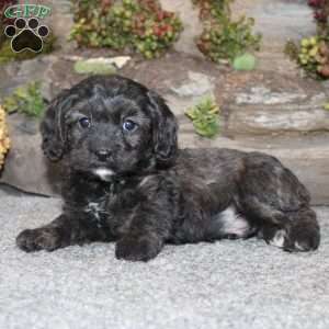 Charlie, Cavapoo Puppy