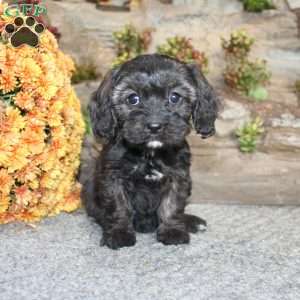 Cathy, Cavapoo Puppy