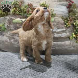 Crystal, Cavapoo Puppy