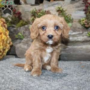 Cindy, Cavapoo Puppy