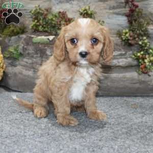 Cody, Cavapoo Puppy