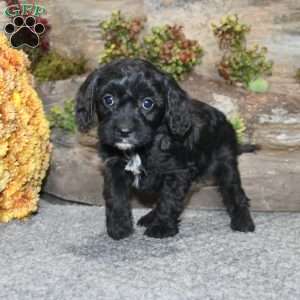 Colton, Cavapoo Puppy