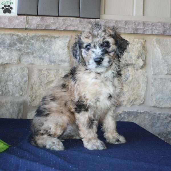 Sadie, Mini Labradoodle Puppy