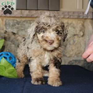 Seth, Mini Labradoodle Puppy