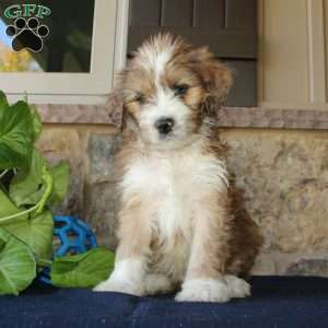 Samson, Mini Labradoodle Puppy