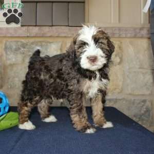 Scotty, Mini Labradoodle Puppy