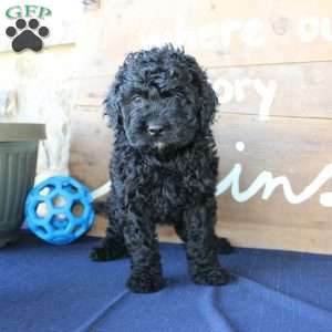 Kathy, Mini Labradoodle Puppy