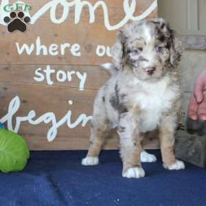 Kody, Mini Labradoodle Puppy