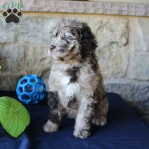 Kelly, Mini Labradoodle Puppy