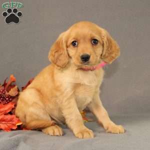 Sage, Miniature Golden Retriever Puppy