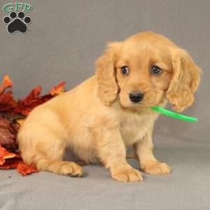 Shirley, Miniature Golden Retriever Puppy