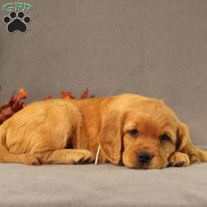 Sonya, Miniature Golden Retriever Puppy