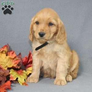 Shane, Miniature Golden Retriever Puppy