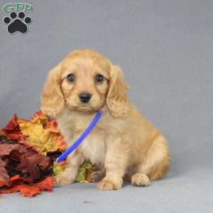 Snoopy, Miniature Golden Retriever Puppy