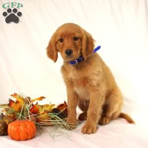 Alex, Miniature Golden Retriever Puppy