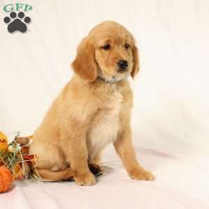 Avery, Miniature Golden Retriever Puppy