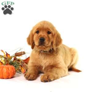 Asher, Miniature Golden Retriever Puppy