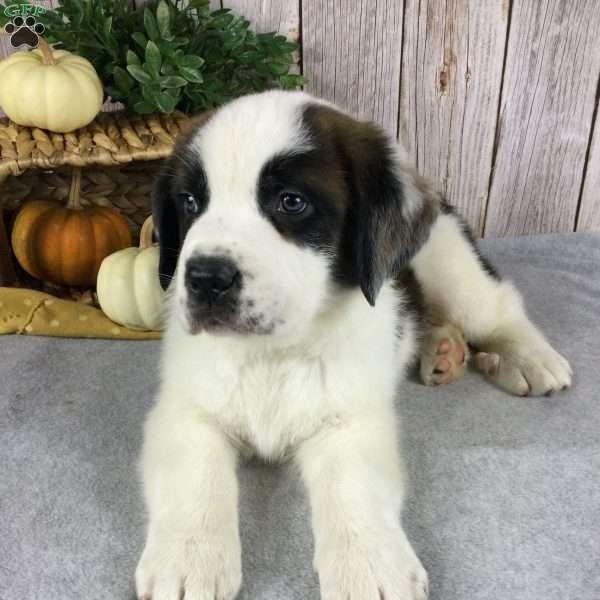 Charlie, Saint Bernard Puppy