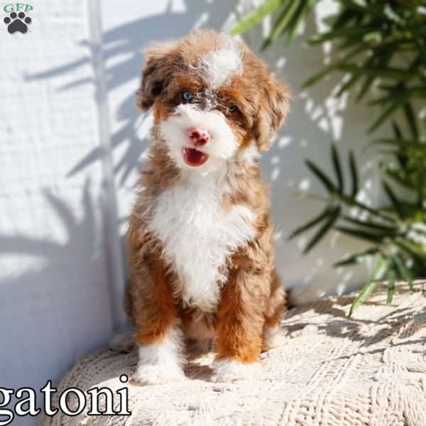 Rigatoni- micro, Mini Bernedoodle Puppy