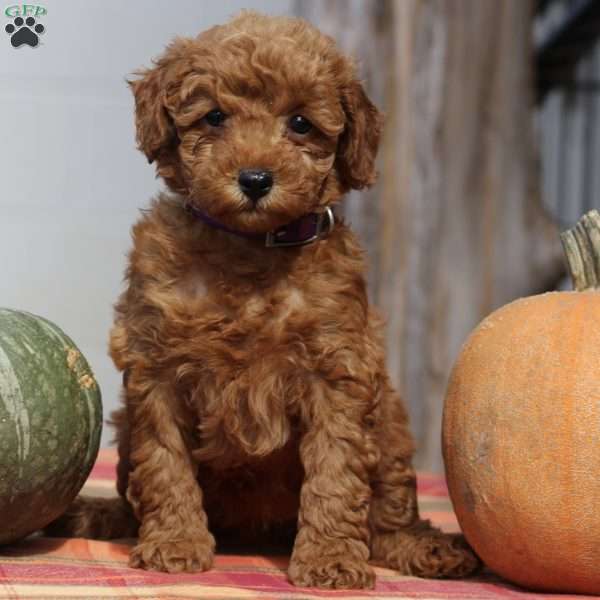 Ava, Mini Goldendoodle Puppy