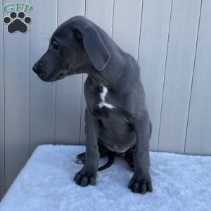 Bree, Great Dane Puppy